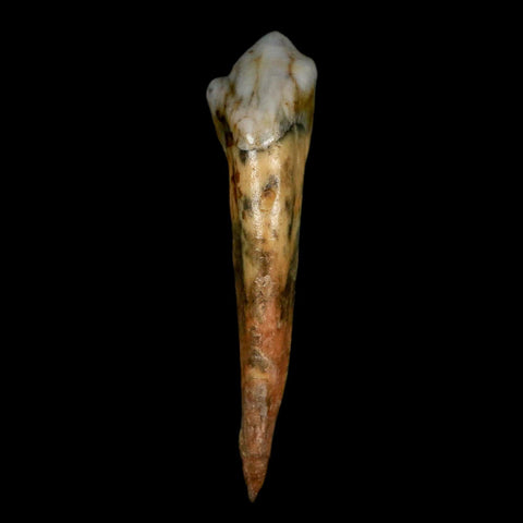 1.6" Extinct Cave Bear Ursus Spelaeus Incisor Tooth Rooted Pleistocene Age COA, Stand