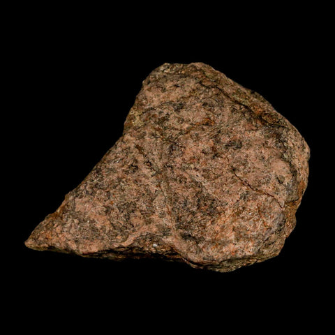 2.3" Triceratops Fossil Frill Blood Groves Lance Creek FM Cretaceous Dinosaur WY COA