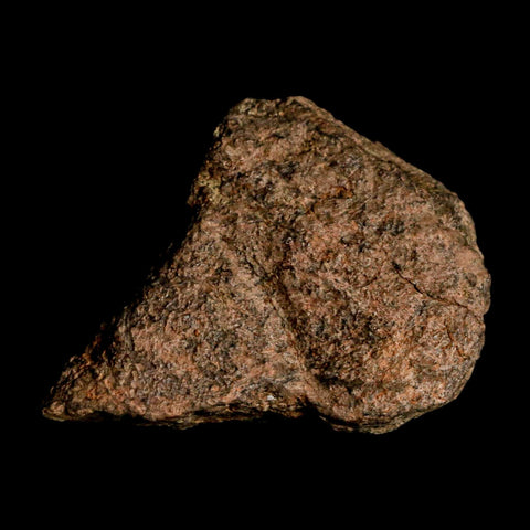 2.3" Triceratops Fossil Frill Blood Groves Lance Creek FM Cretaceous Dinosaur WY COA