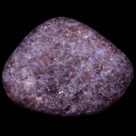 1.9" Sauropod Dinosaur Stomach Stone Gastrolith Rock Gizzard Stone COA