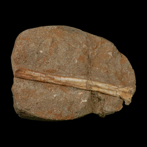 5.4" Pterosaur Tethydraco Regalis Fossil Bone Upper Cretaceous Morocco Stand COA - Fossil Age Minerals