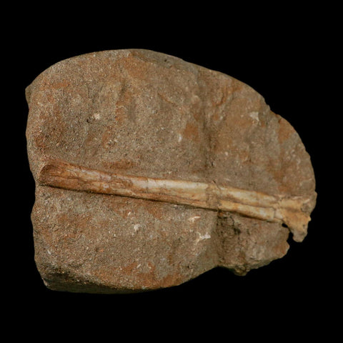 5.4" Pterosaur Tethydraco Regalis Fossil Bone Upper Cretaceous Morocco Stand COA - Fossil Age Minerals