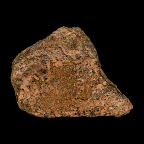 2.3" Triceratops Fossil Frill Blood Groves Lance Creek FM Cretaceous Dinosaur WY COA