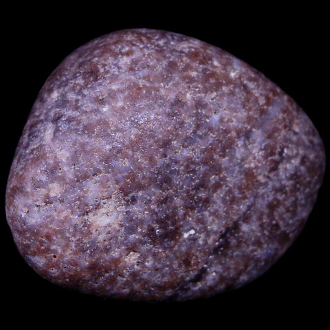 1.9" Sauropod Dinosaur Stomach Stone Gastrolith Rock Gizzard Stone COA - Fossil Age Minerals