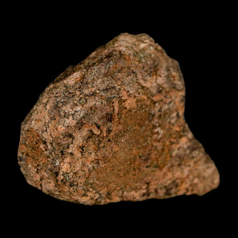 2.3" Triceratops Fossil Frill Blood Groves Lance Creek FM Cretaceous Dinosaur WY COA