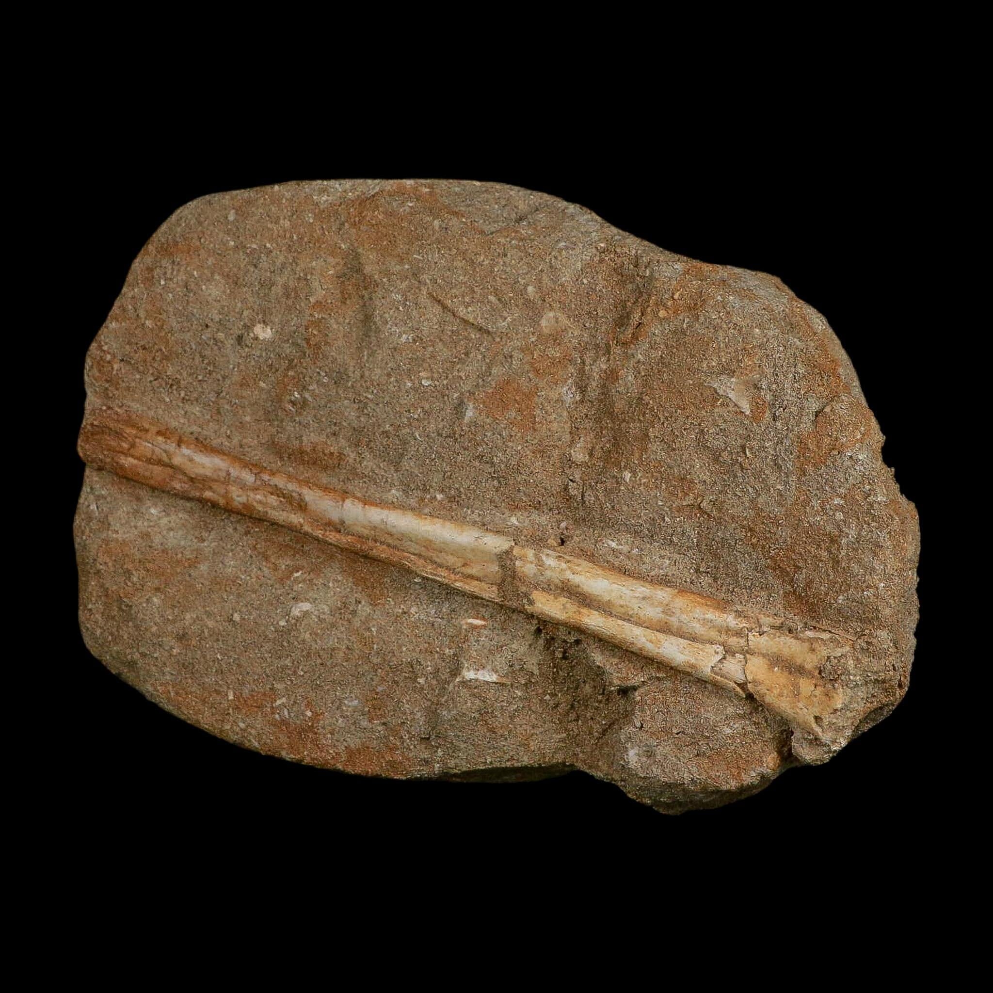 5.4" Pterosaur Tethydraco Regalis Fossil Bone Upper Cretaceous Morocco Stand COA - Fossil Age Minerals