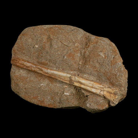 5.4" Pterosaur Tethydraco Regalis Fossil Bone Upper Cretaceous Morocco Stand COA - Fossil Age Minerals