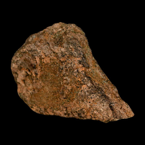 2.3" Triceratops Fossil Frill Blood Groves Lance Creek FM Cretaceous Dinosaur WY COA