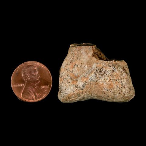 1.4" Pachycephalosaurus Dinosaur Limb Bone Fossil Lance Creek FM Wyoming COA - Fossil Age Minerals