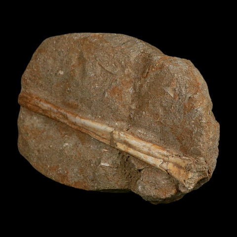 5.4" Pterosaur Tethydraco Regalis Fossil Bone Upper Cretaceous Morocco Stand COA - Fossil Age Minerals