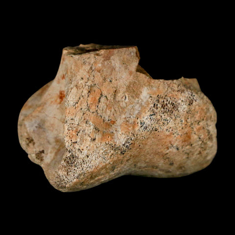 1.4" Pachycephalosaurus Dinosaur Limb Bone Fossil Lance Creek FM Wyoming COA - Fossil Age Minerals