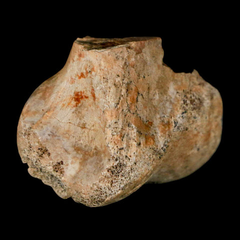 1.4" Pachycephalosaurus Dinosaur Limb Bone Fossil Lance Creek FM Wyoming COA - Fossil Age Minerals