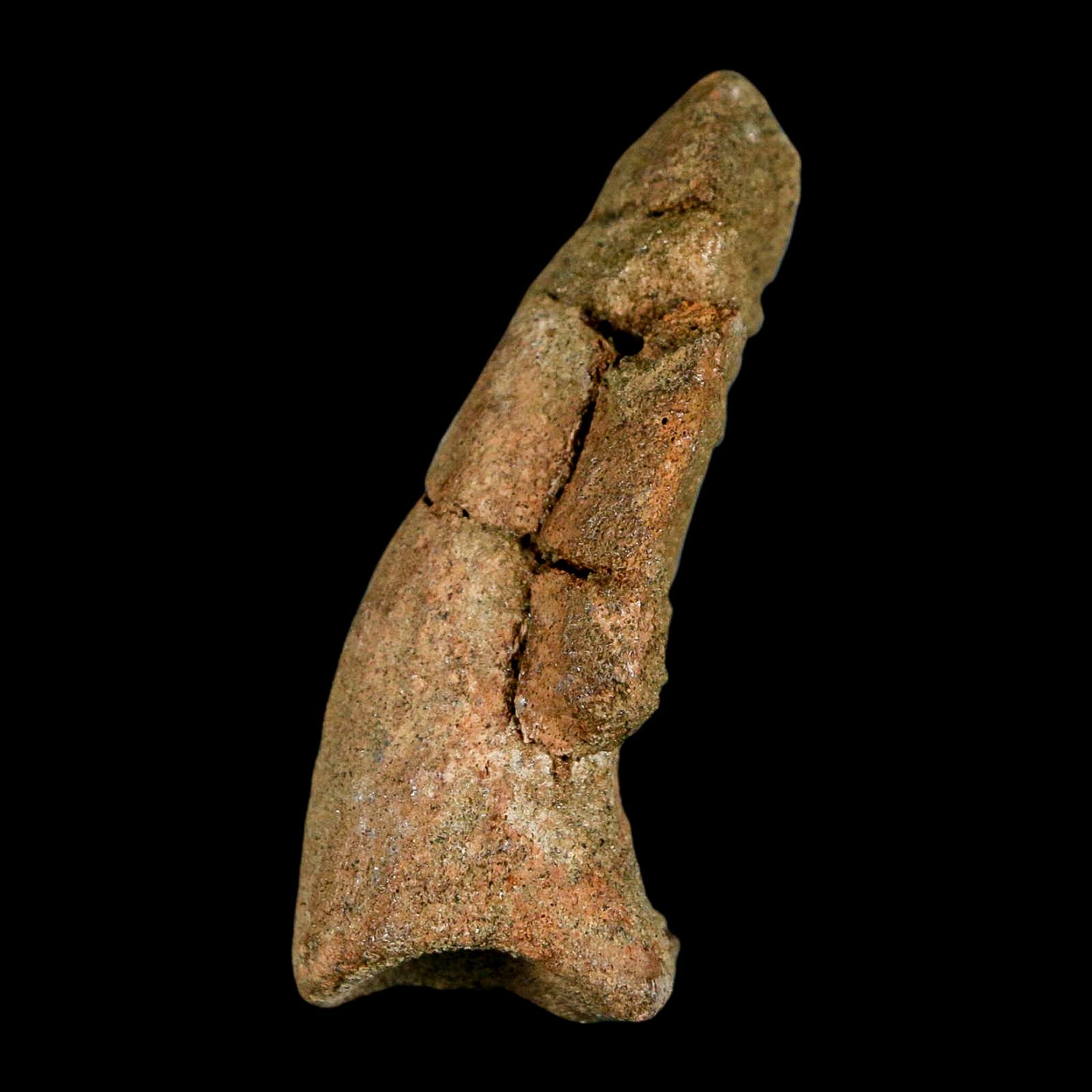 2.6" Pachycephalosaurus Dinosaur Fossil Foot Claw Lance Creek FM Wyoming COA - Fossil Age Minerals