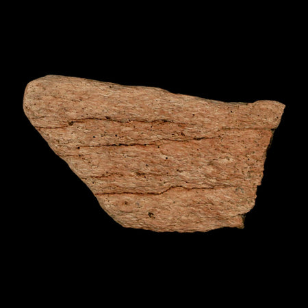 2.5" Triceratops Fossil Frill Bone Lance Creek FM Cretaceous Dinosaur WY COA