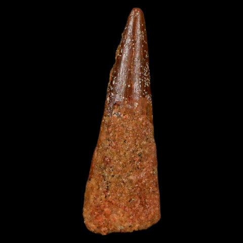 1" Pterosaur Coloborhynchus Fossil Tooth Upper Cretaceous Morocco COA, Display - Fossil Age Minerals