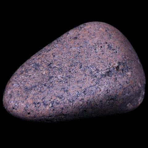 2.3" Sauropod Dinosaur Stomach Stone Gastrolith Rock Gizzard Stone COA - Fossil Age Minerals