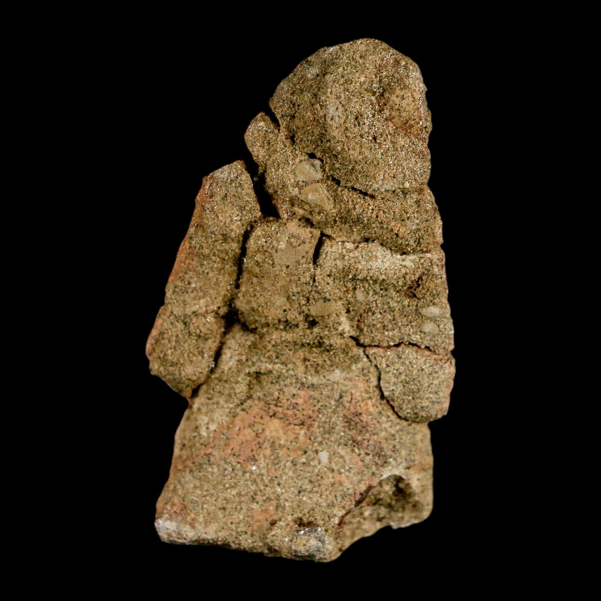 2.6" Pachycephalosaurus Dinosaur Fossil Foot Claw Lance Creek FM Wyoming COA - Fossil Age Minerals