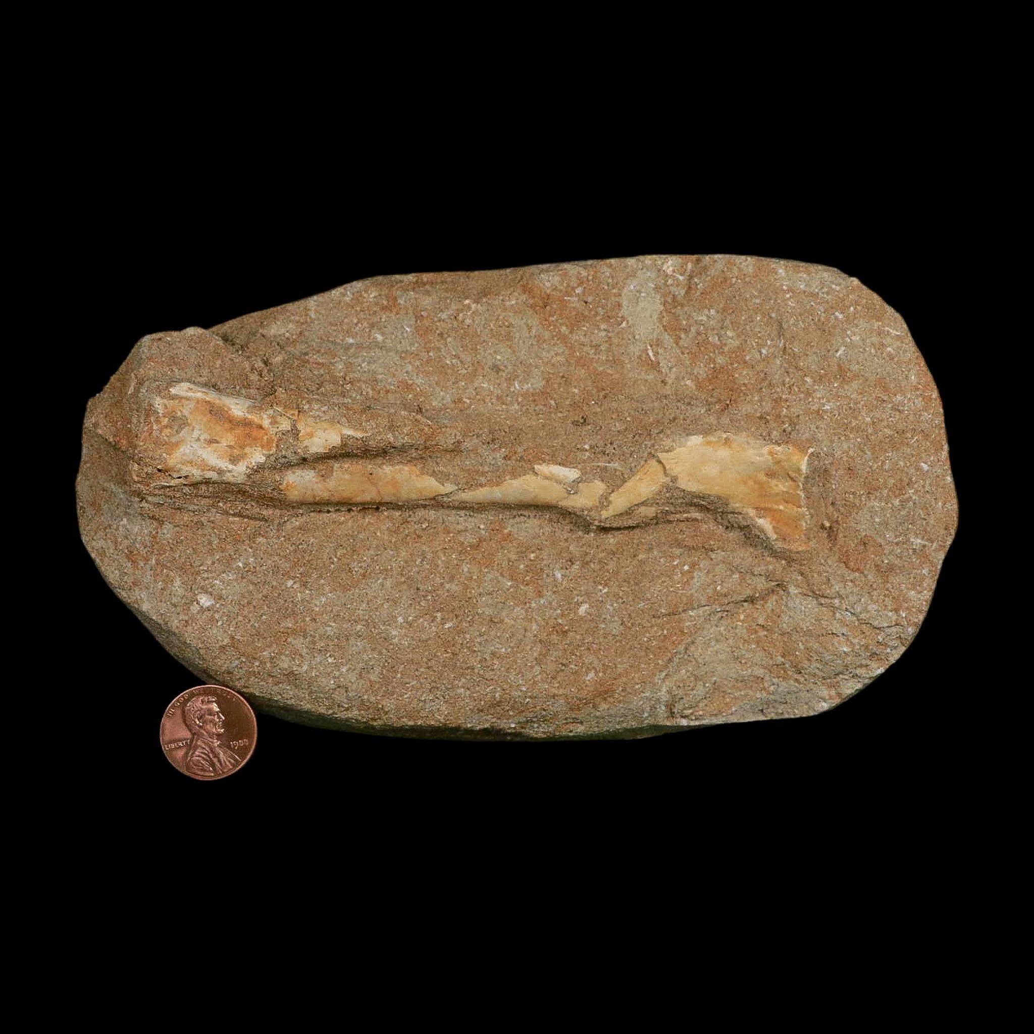5.2" Pterosaur Tethydraco Regalis Fossil Bone Upper Cretaceous Morocco Stand COA - Fossil Age Minerals