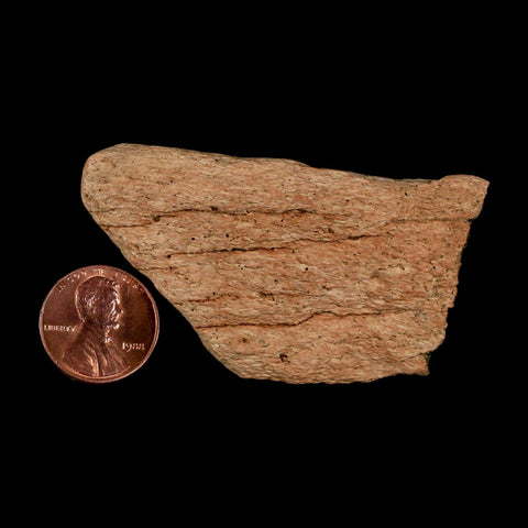 2.5" Triceratops Fossil Frill Bone Lance Creek FM Cretaceous Dinosaur WY COA