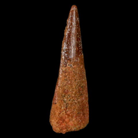 1" Pterosaur Coloborhynchus Fossil Tooth Upper Cretaceous Morocco COA, Display - Fossil Age Minerals