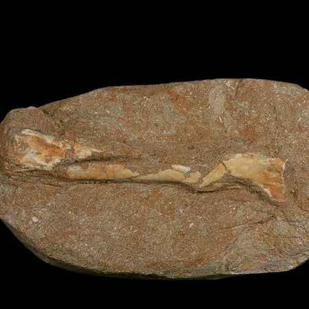 5.2" Pterosaur Tethydraco Regalis Fossil Bone Upper Cretaceous Morocco Stand COA