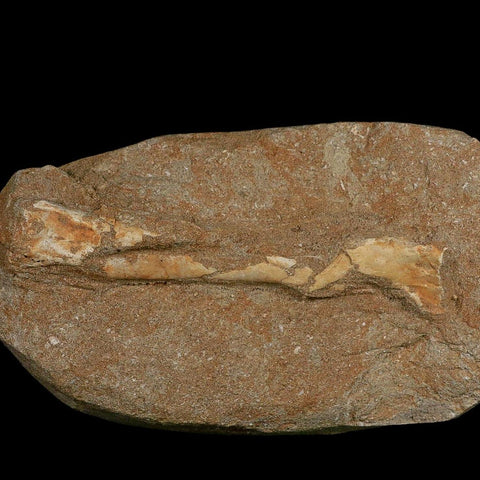 5.2" Pterosaur Tethydraco Regalis Fossil Bone Upper Cretaceous Morocco Stand COA