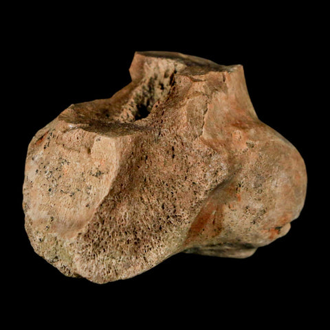 1.4" Pachycephalosaurus Dinosaur Limb Bone Fossil Lance Creek FM Wyoming COA - Fossil Age Minerals