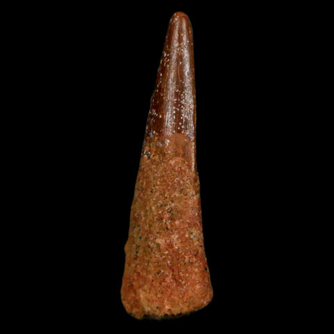 1" Pterosaur Coloborhynchus Fossil Tooth Upper Cretaceous Morocco COA, Display - Fossil Age Minerals