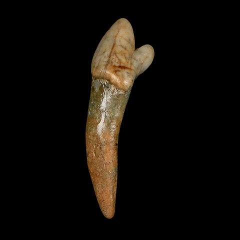 1.8" Extinct Cave Bear Ursus Spelaeus Incisor Tooth Rooted Pleistocene Age COA, Stand