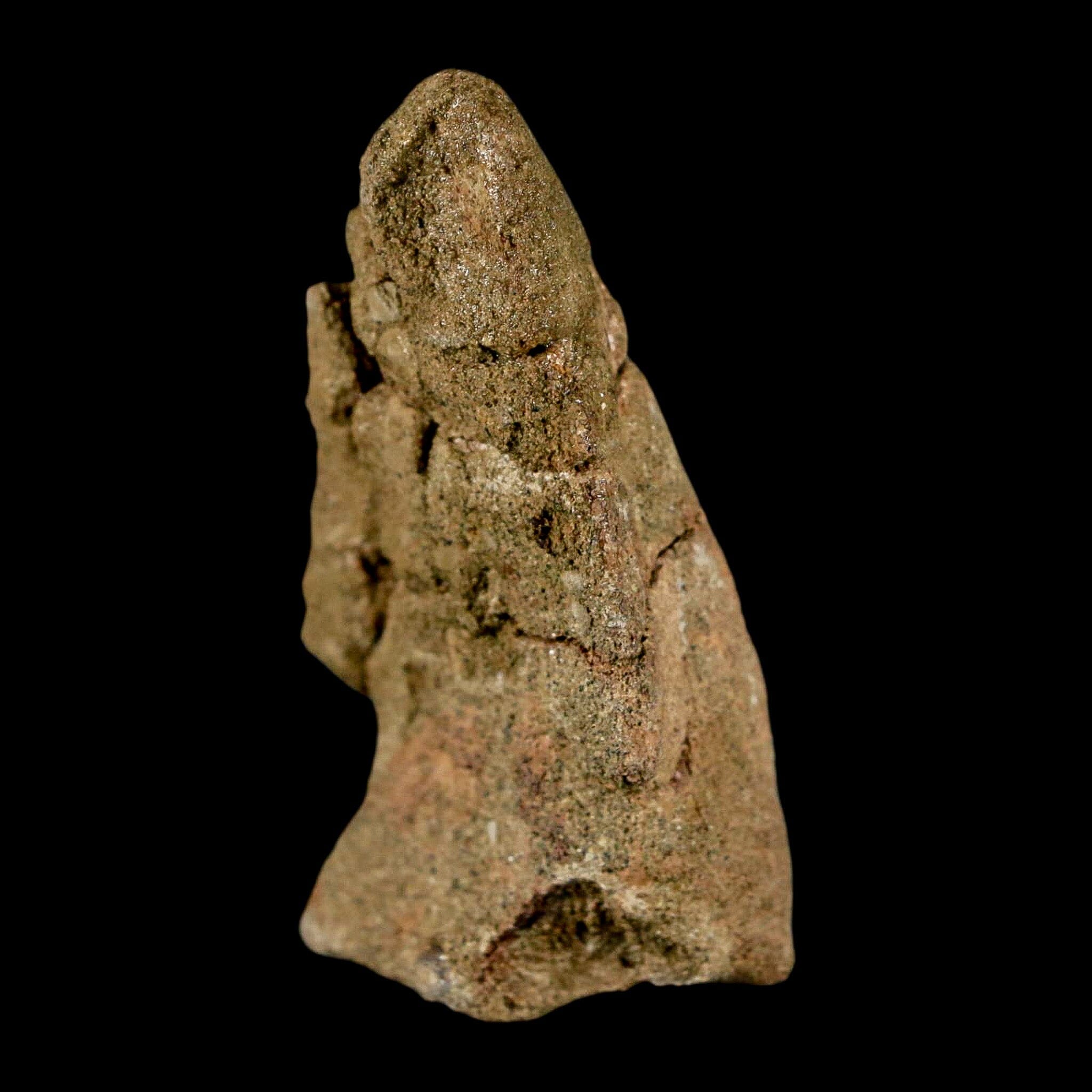 2.6" Pachycephalosaurus Dinosaur Fossil Foot Claw Lance Creek FM Wyoming COA - Fossil Age Minerals