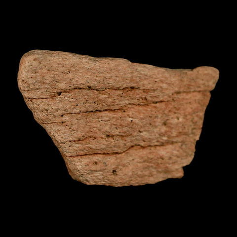 2.5" Triceratops Fossil Frill Bone Lance Creek FM Cretaceous Dinosaur WY COA