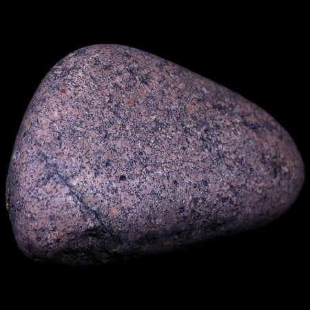 2.3" Sauropod Dinosaur Stomach Stone Gastrolith Rock Gizzard Stone COA