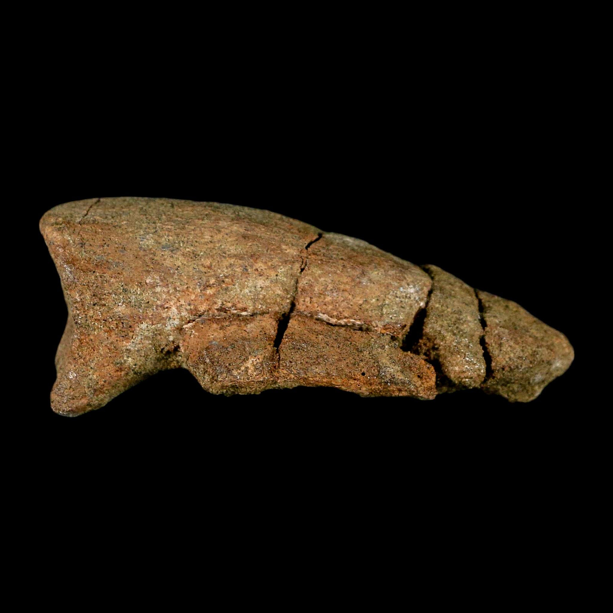 2.6" Pachycephalosaurus Dinosaur Fossil Foot Claw Lance Creek FM Wyoming COA - Fossil Age Minerals