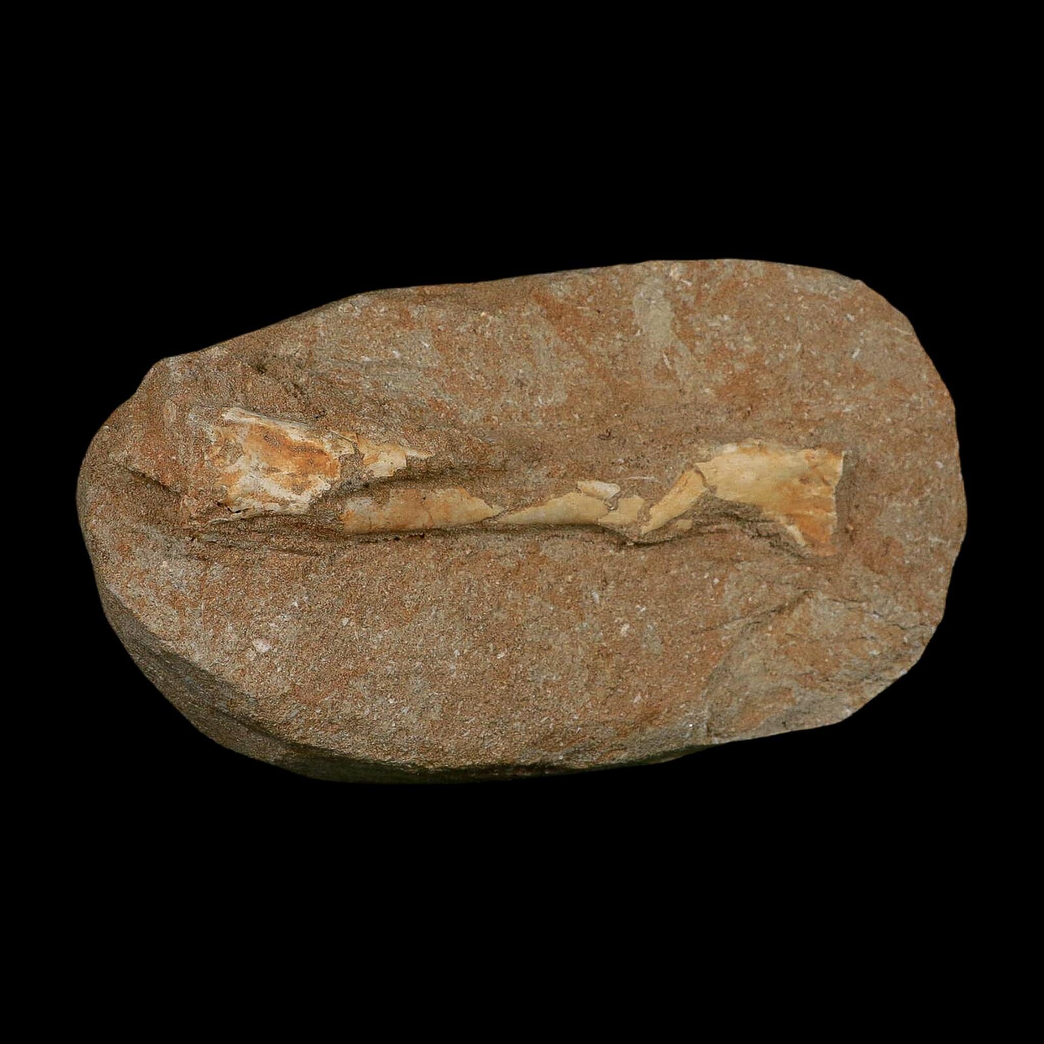 5.2" Pterosaur Tethydraco Regalis Fossil Bone Upper Cretaceous Morocco Stand COA - Fossil Age Minerals