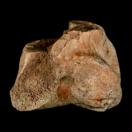 1.4" Pachycephalosaurus Dinosaur Limb Bone Fossil Lance Creek FM Wyoming COA