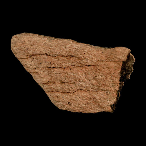 2.5" Triceratops Fossil Frill Bone Lance Creek FM Cretaceous Dinosaur WY COA