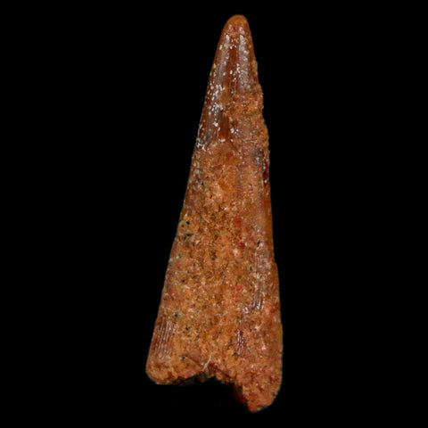 1" Pterosaur Coloborhynchus Fossil Tooth Upper Cretaceous Morocco COA, Display - Fossil Age Minerals