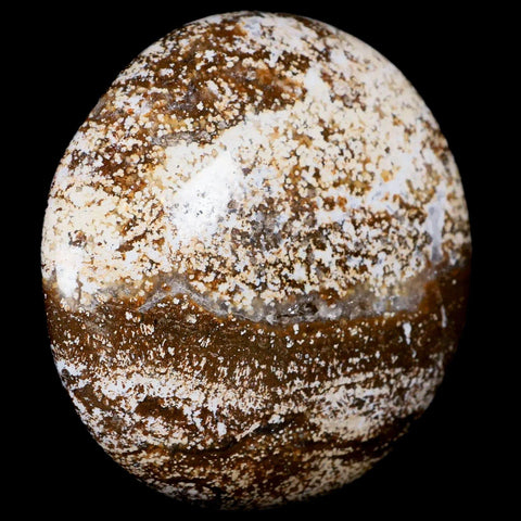 3.1" Natural Polished Ocean Jasper Crystal Palm Stone Location Madagascar Healing - Fossil Age Minerals