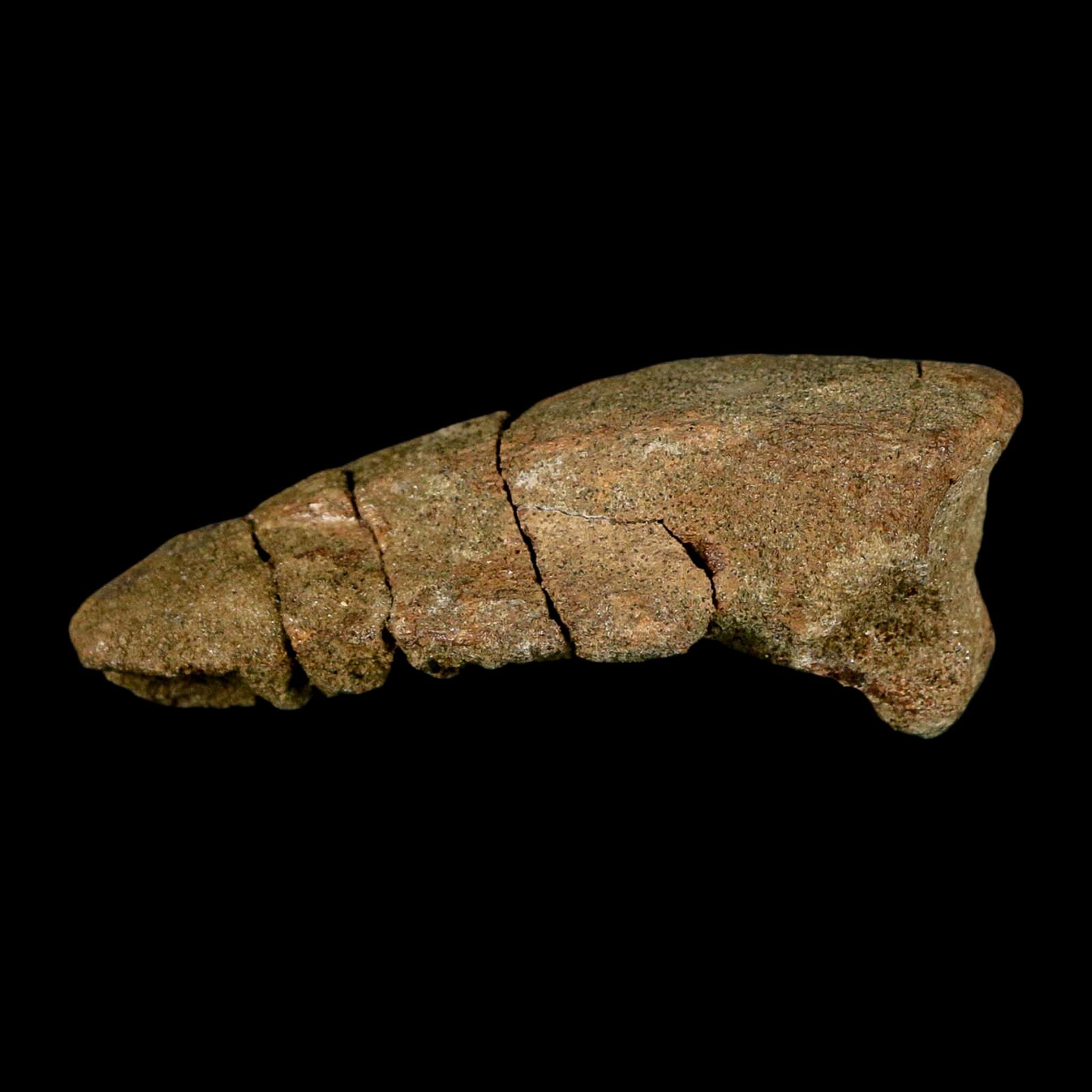 2.6" Pachycephalosaurus Dinosaur Fossil Foot Claw Lance Creek FM Wyoming COA - Fossil Age Minerals