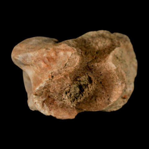 1.4" Pachycephalosaurus Dinosaur Limb Bone Fossil Lance Creek FM Wyoming COA - Fossil Age Minerals