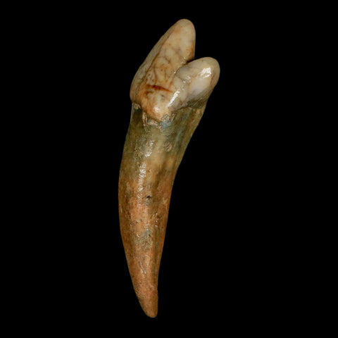 1.8" Extinct Cave Bear Ursus Spelaeus Incisor Tooth Rooted Pleistocene Age COA, Stand