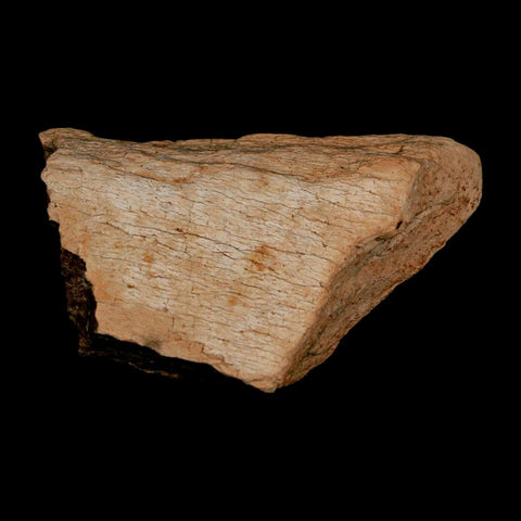 2.5" Triceratops Fossil Frill Bone Lance Creek FM Cretaceous Dinosaur WY COA