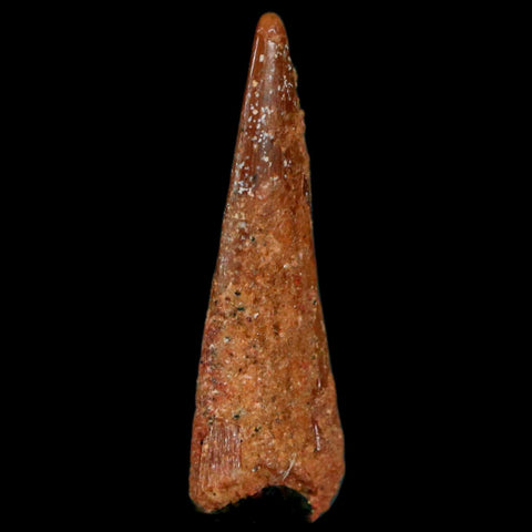 1" Pterosaur Coloborhynchus Fossil Tooth Upper Cretaceous Morocco COA, Display - Fossil Age Minerals