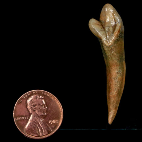 1.8" Extinct Cave Bear Ursus Spelaeus Incisor Tooth Rooted Pleistocene Age COA, Stand