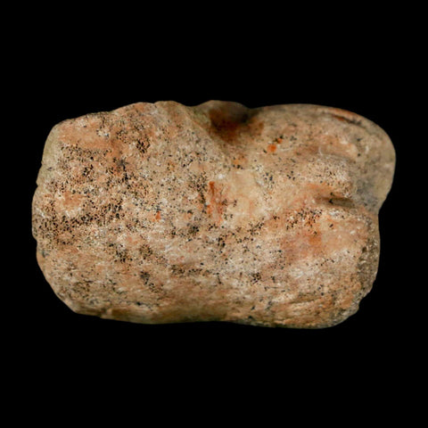 1.4" Pachycephalosaurus Dinosaur Limb Bone Fossil Lance Creek FM Wyoming COA - Fossil Age Minerals