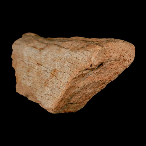 2.5" Triceratops Fossil Frill Bone Lance Creek FM Cretaceous Dinosaur WY COA