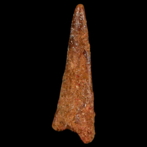 1" Pterosaur Coloborhynchus Fossil Tooth Upper Cretaceous Morocco COA, Display - Fossil Age Minerals