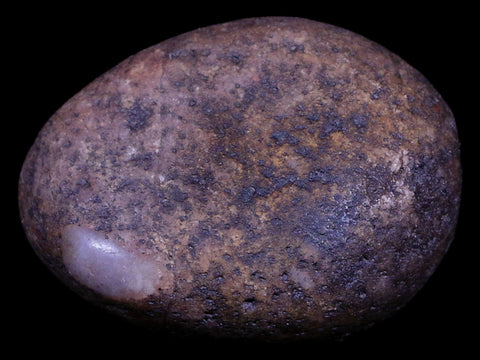2.1" Sauropod Dinosaur Stomach Stone Gastrolith Rock Gizzard Stone COA - Fossil Age Minerals