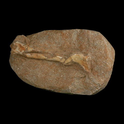 5.2" Pterosaur Tethydraco Regalis Fossil Bone Upper Cretaceous Morocco Stand COA