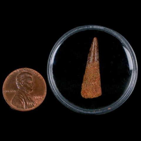 1" Pterosaur Coloborhynchus Fossil Tooth Upper Cretaceous Morocco COA, Display - Fossil Age Minerals